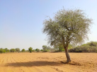 Tecomella undulata (Rohida) tree in the desert field with blue sky 