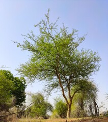 Acacia Senegal ( Kumatiya) tree with blue sky