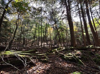 Mount Fuji Aokigahara