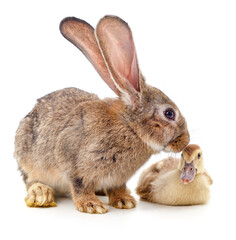 Obraz premium Rabbit and duckling.