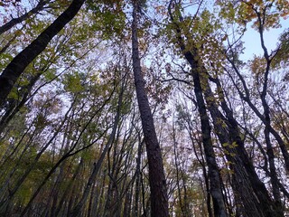 Mount Fuji Aokigahara