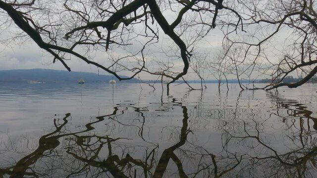 Amazing unique view of tree branches immersed in lake water reflecting on surface. Low-angle pov