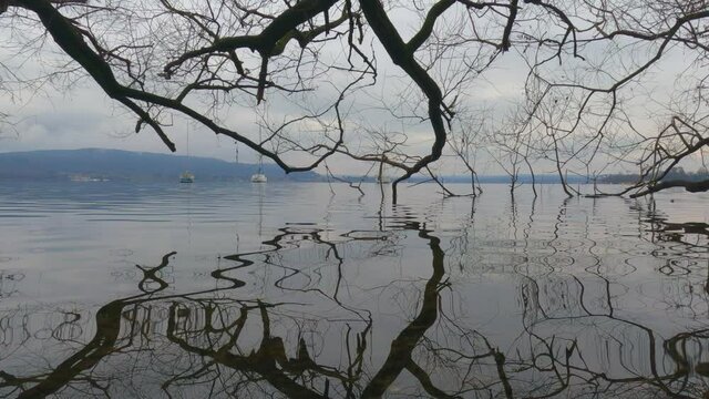 Incredible reflections of tree branches immersed in lake water surface. Low-angle panning