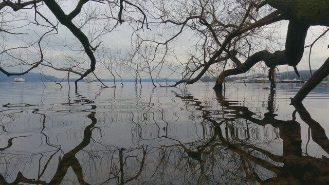 Beautiful reflections of tree branches immersed in lake water surface. Low-angle pov