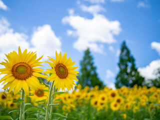Fototapeta premium sunflower field and sky