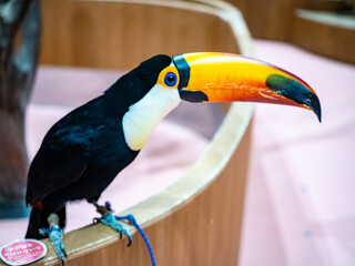 toucan in the zoo