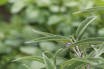 sprouts and leaves of the sage plant outdoors Salvia leucantha