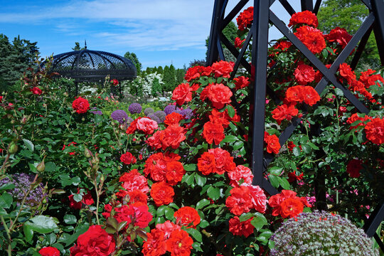 Bright Red Rose Bush Climbing On A Trellis