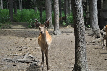 北海道のエゾシカ