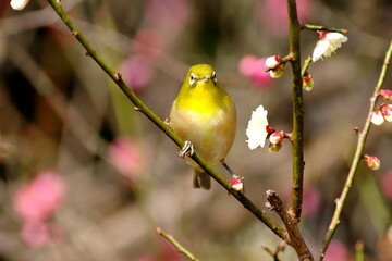 白白梅の花にメジロ、美しいです