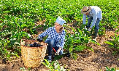 Interested female amateur gardener engaged in organic vegetables growing, picking crop of ripe eggplants in garden