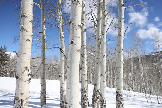 snow covered tree, aspens in the winter 