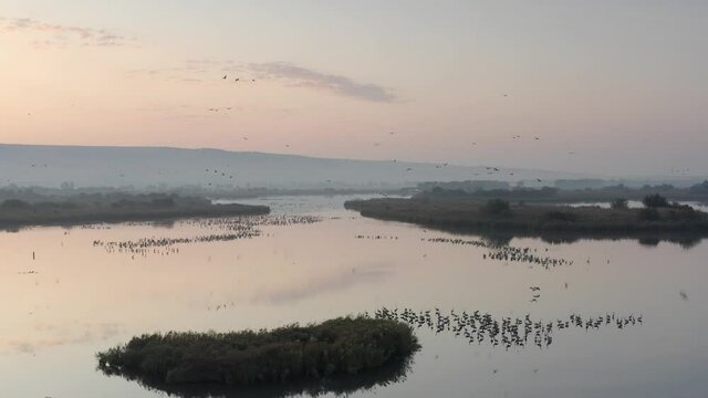 Aerial view over common cranes in Agamon hahula
Drone view from North Migration israel,2021
