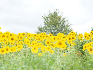 field of sunflowers