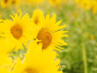 field of sunflowers