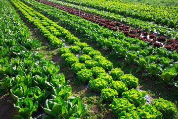 Growing green lettuce in rows in a field on a sunny day - obrazy, fototapety, plakaty