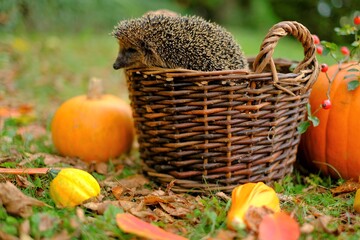 Hedgehog in a basket. Forest hedgehog.Pumpkins set, wicker basket and hedgehog in the autumn garden. Autumn mood.Autumn vegetables and animals. Autumn season © Yuliya