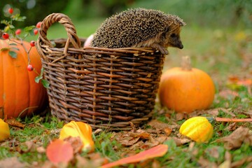 Hedgehog in a basket with vegetables. Forest hedgehog.Pumpkins set, wicker basket and hedgehog in the autumn garden. Autumn mood.Autumn vegetables and animals. Autumn season