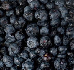 blueberries close up