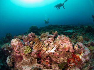 Scuba diving in a coral reef (Noumea, New Caledonia)