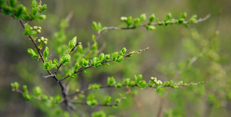 Delicate spring greens, blurred background, soft selective focus. Branches of shrub with young green leaves. Natural plant background.