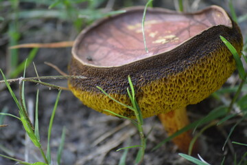 mushrooms in the grass