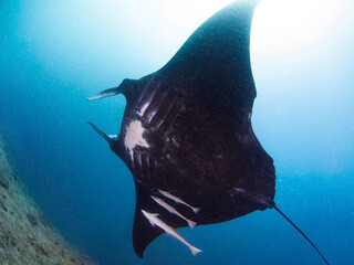 Black Reef manta ray with remoras (Noumea, New Caledonia)