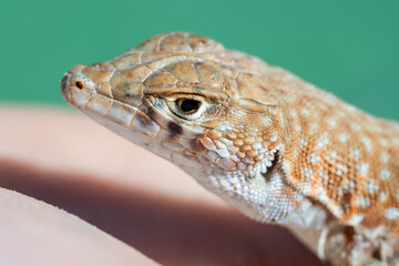 Saudi fringe-fingered lizard (Acanthodactylus gongrorhynchatus) in the desert sand macro photography.