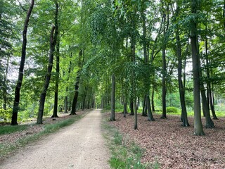 Fototapeta premium Kromlau Park