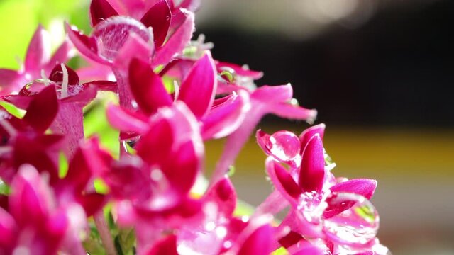 Blooming Red Pentas lanceolata, star of Egypt, Westphalia in the garden.