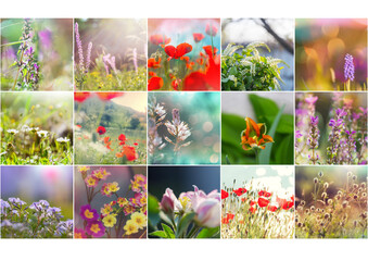 Flowers collage