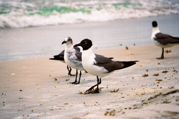 birds