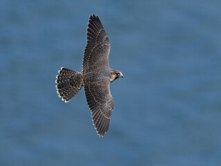 Peregrine falcon (Falco peregrinus)