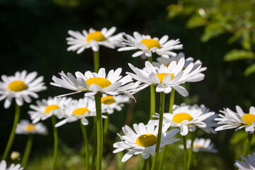 Fototapeta premium White daisies on a dark background of garden greenery.