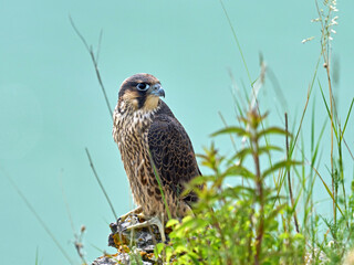 Peregrine falcon (Falco peregrinus)