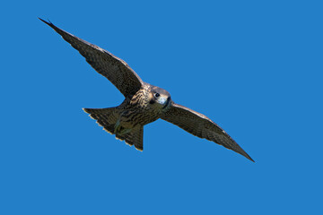 Peregrine falcon (Falco peregrinus)
