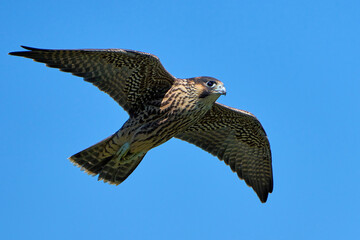 Peregrine falcon (Falco peregrinus)