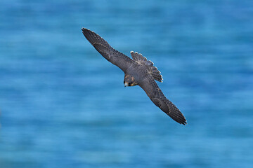 Peregrine falcon (Falco peregrinus)
