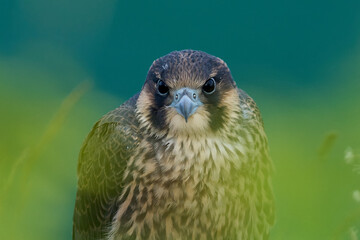 Peregrine falcon (Falco peregrinus)