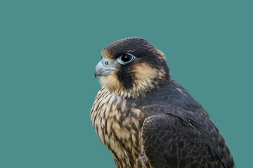 Peregrine falcon (Falco peregrinus)
