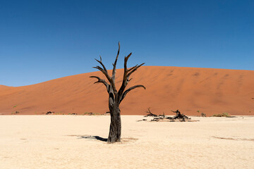 dead trees of Deadvlei
