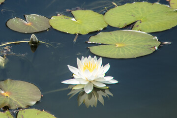 flor de loto en estanque de jardin japones