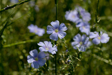 Bright delicate blue flower of decorative flax flower and its shoot on grassy background. Creative processing Flax flowers. Agricultural field of industrial flax in stage of active flowering in summer