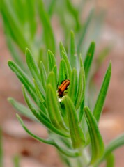 closeup of bug on leaf