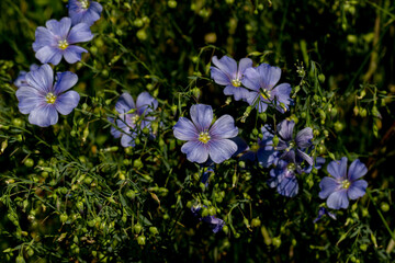 Bright delicate blue flower of decorative flax flower and its shoot on grassy background. Creative processing Flax flowers. Agricultural field of industrial flax in stage of active flowering in summer