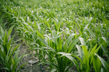 Obraz premium Green field with young corn . close up