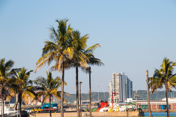 Fototapeta premium Palm Trees Growing on Grassy Banks of Durban Harbour