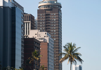 Palm Trees Growing on Esplanade in front of Tall Buildings