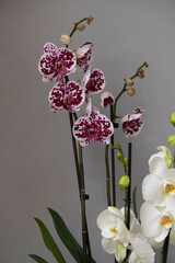 Isolated phalenopsis orchid on gray wall. White and white with violet dots color flowers.