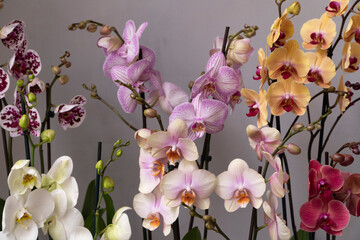 Close-up picture of isolated mix color phalenopsis orchid against the gray wall.